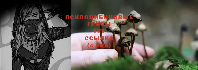 наркошоп  Белинский  Псилоцибиновые грибы Psilocybine cubensis 